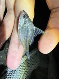 Striped Mojarra, photographed in Florida