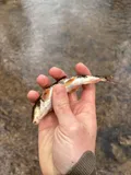 Alabama Hog Sucker, photographed in Alabama