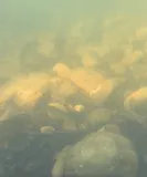 Gila Trout, photographed in Arizona