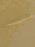 Alligator Gar, photographed in Texas