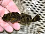 Black Sculpin, photographed in Virginia