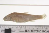 Northern Leatherside Chub, photographed in Wyoming