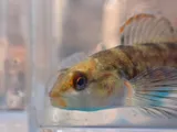 Lipstick Darter, photographed in Alabama