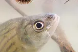 Yellow Bass, photographed in Tennessee