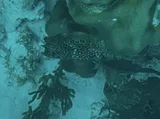 Honeycomb Cowfish, photographed in Bonaire