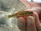 Riverweed Darter, photographed in Virginia