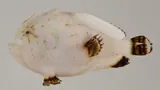 Pygmy Frogfish, photographed in Austral Islands
