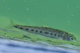 Round Whitefish, photographed in Yukon