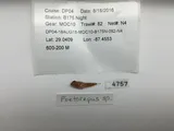 Spotfin Dragonet
