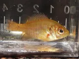 Spotted Sunfish, photographed in Florida