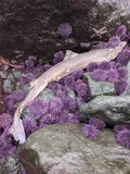 North Pacific Spiny Dogfish, photographed in California