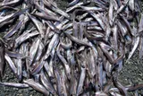 Capelin, photographed in Newfoundland and Labrador