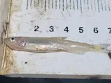 Longfin Smelt, photographed in California