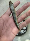 Spotfin Spiny Eel, photographed in East