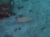 Lane Snapper, photographed in Saint-Pierre