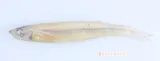 Big-eye Anchovy, photographed in Campeche