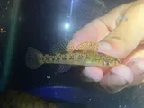 Riverweed Darter, photographed in Virginia
