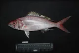 Ironjaw, photographed in Maluku