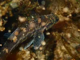 Halloween Darter, photographed in Georgia