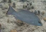 Gray Snapper, photographed in Monte Cristi