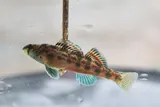 Alabama Darter, photographed in Alabama