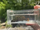 Wounded Darter, photographed in North Carolina