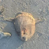 Ocean Sunfish