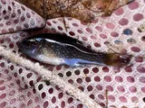 Green Sunfish, photographed in Utah