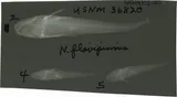 Yellowfin Madtom, photographed in Tennessee