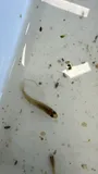 Blue-fintop Minnow, photographed in Texas