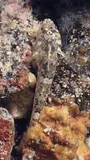 Cocos Frillfin Goby, photographed in Hawaii
