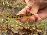 Chesapeake Logperch, photographed in Pennsylvania