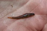 Sawcheek Darter, photographed in North Carolina