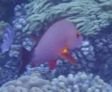 Humpback Red Snapper