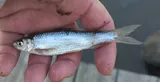 Eastern Silvery Minnow, photographed in Maryland