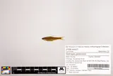 Coastal Shiner, photographed in Florida