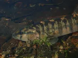 Halloween Darter, photographed in Georgia