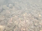 River Chub, photographed in Tennessee
