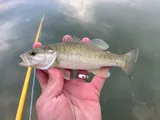 Guadalupe Bass, photographed in Texas