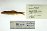 Kanawha Minnow, photographed in North Carolina