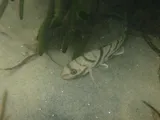 Gulf Minkfish, photographed in North Carolina