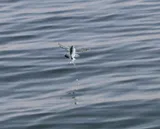 Atlantic Sailfin Flyingfish, photographed in Fatick