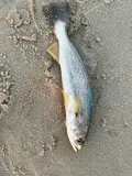 Gray Trout, photographed in New Jersey