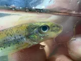 Mobile Chub, photographed in Mississippi