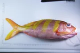 Oblique-banded Snapper, photographed in Hawaii