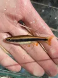 Flagfin Shiner, photographed in Florida