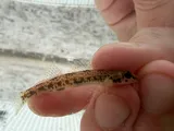 Beaded Darter, photographed in Arkansas