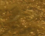 Sonora Chub, photographed in Arizona