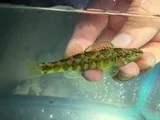 Banded Darter, photographed in Tennessee