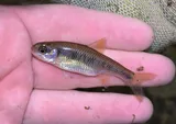 Crescent Shiner, photographed in Virginia
